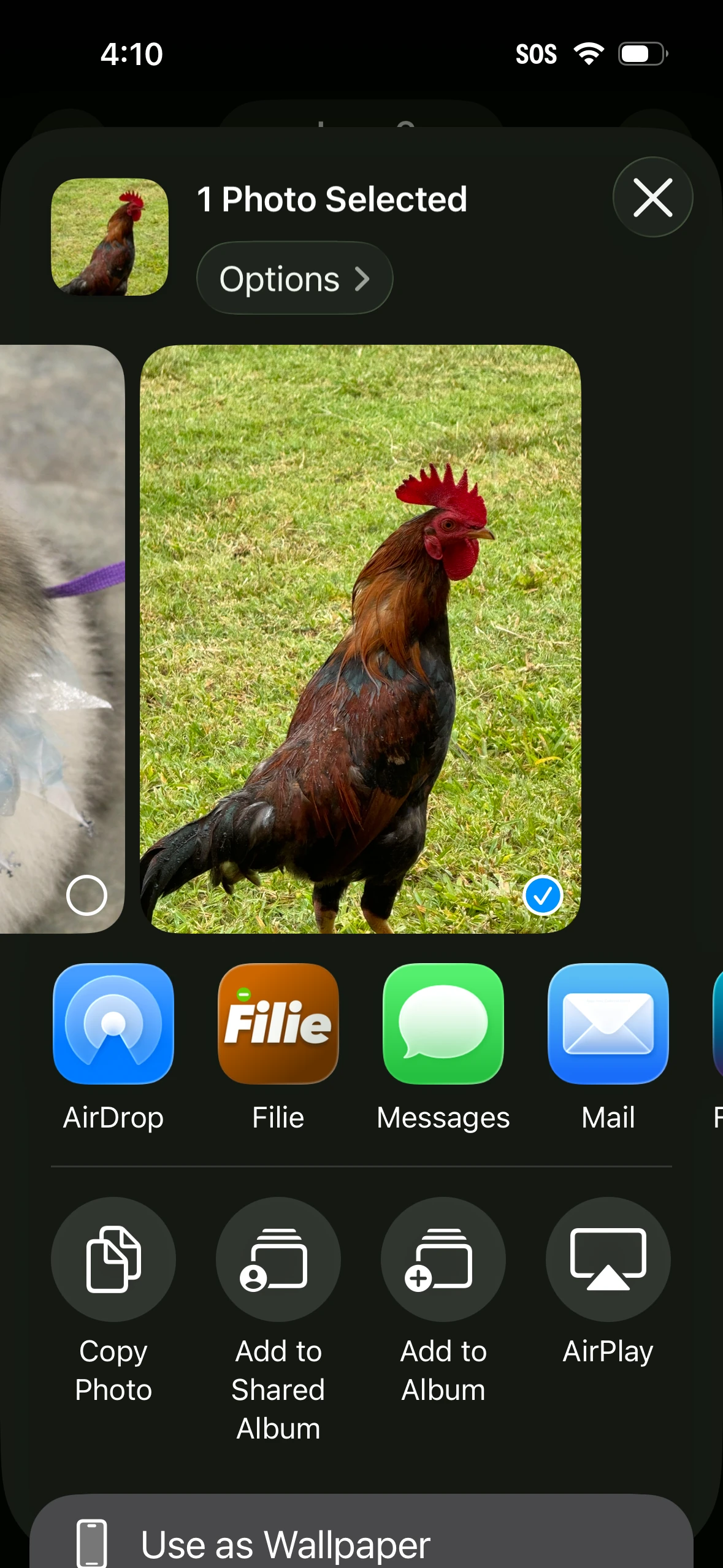 Filie on iOS